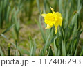 黄色いスイセン 117406293