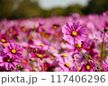 ピンクのコスモス畑 117406296