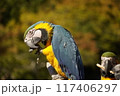 オウム 117406297