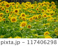 ひまわり畑 117406298
