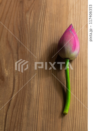 古い桐材の上の蓮の蕾 117406353