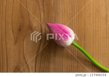 古い桐材の上の蓮の蕾 117406354