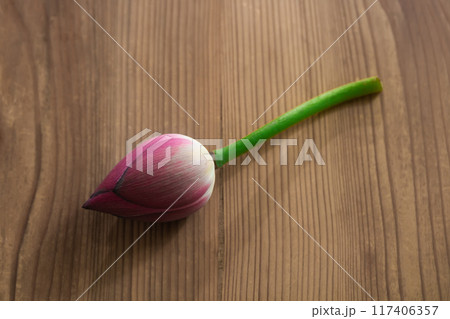 古い桐材の上の蓮の蕾 117406357