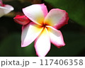 ピンクのプルメリア 117406358