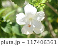 白いハイビスカス 117406361