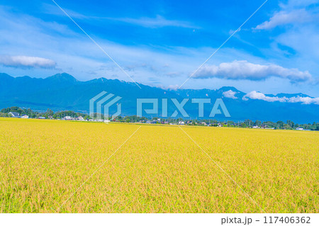 【秋素材】収穫時期を迎えた田舎の田園風景と北アルプス【長野県】 【秋素材】収穫時期を迎えた田舎の田園風景と北アルプス【長野県】 117406362