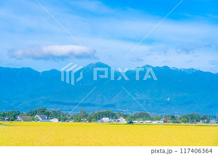 【秋素材】収穫時期を迎えた田舎の田園風景と北アルプス【長野県】 【秋素材】収穫時期を迎えた田舎の田園風景と北アルプス【長野県】 117406364