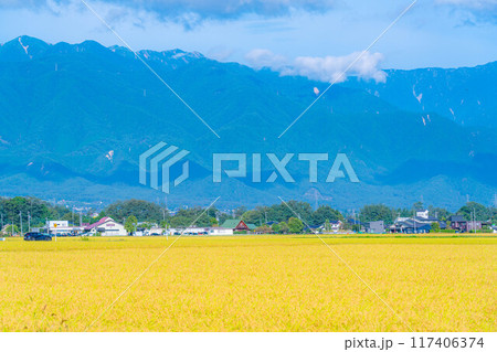 【秋素材】収穫時期を迎えた田舎の田園風景と北アルプス【長野県】 【秋素材】収穫時期を迎えた田舎の田園風景と北アルプス【長野県】 117406374