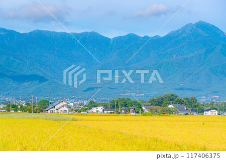【秋素材】収穫時期を迎えた田舎の田園風景と北アルプス【長野県】 117406375