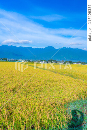 【秋素材】収穫時期を迎えた田舎の田園風景と北アルプス【長野県】 【秋素材】収穫時期を迎えた田舎の田園風景と北アルプス【長野県】 117406382