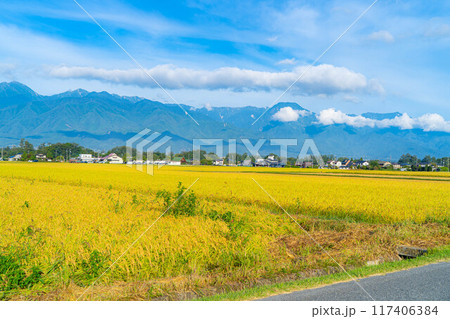 【秋素材】収穫時期を迎えた田舎の田園風景と北アルプス【長野県】 117406384