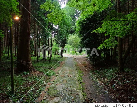 福岡県糸島市、櫻井神社の参道 117406496
