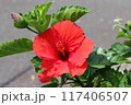 赤いハイビスカス 117406507