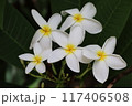 白いプルメリア 117406508