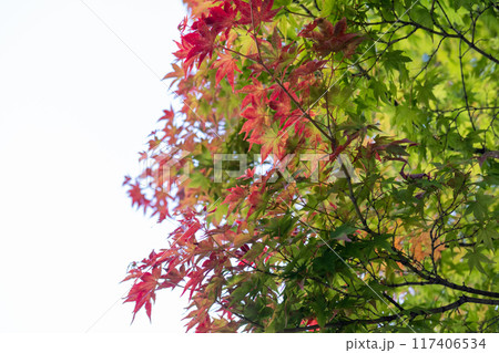 Colorful leaves, autumn season with blue sky in the background 117406534