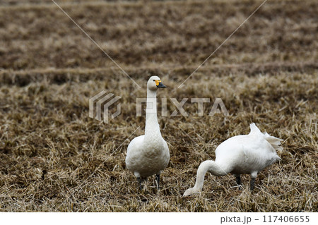 早春の田んぼのコハクチョウ 117406655