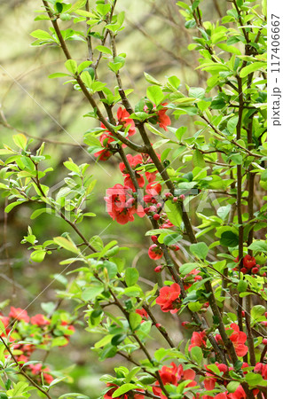 赤いクサボケ 117406667