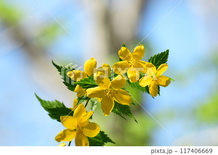 一重のやまぶき 117406669