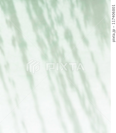 植物　影　光　日差し 117406801