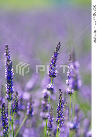 【花素材】河口湖のラベンダーと青空【山梨県】 117406850