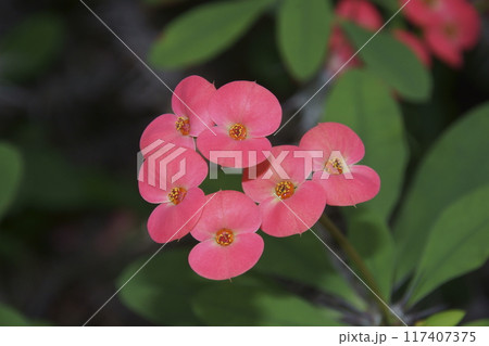 ハナキリン 117407375