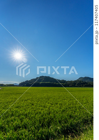 実をつけ始めた真夏の水田の稲と太陽 117407405