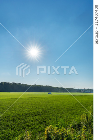 実をつけ始めた真夏の水田の稲と太陽 117407409