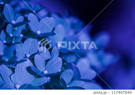 Background of dark blue petals of Hydrangea or Hydrangea close-up. Soft focus 117407840