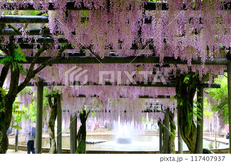 白井大町藤公園 117407937