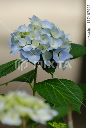 紫陽花 117407995