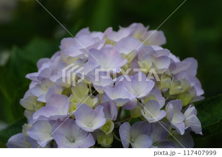 紫陽花 117407999