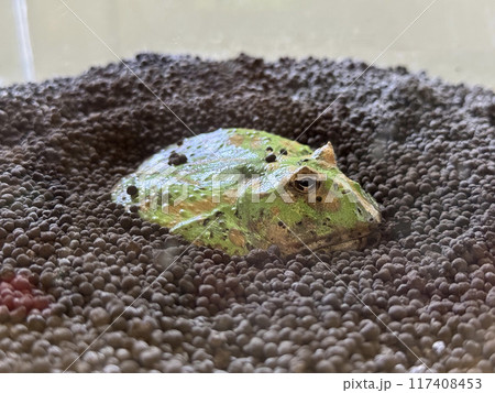 アマゾンツノガエル 117408453