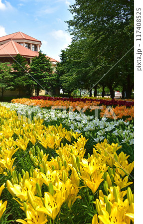 盛夏に咲く　百合の花 117408525