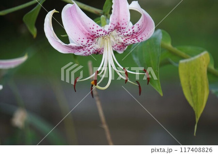 カノコユリの花 カノコユリの花 117408826