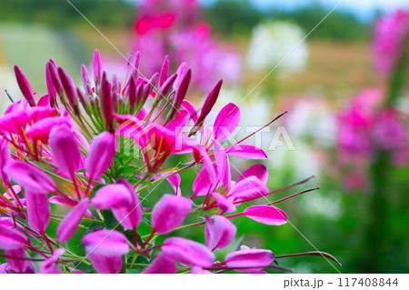 日差しを浴びたの花クレオメ 日差しを浴びたの花クレオメ 117408844