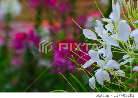 白いクレオメの花 白いクレオメの花 117409202