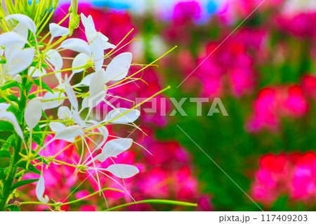 白いクレオメの花 白いクレオメの花 117409203