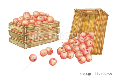 Wooden crates with red apples. Fruits crop falls out of overturned old box. Harvest. Farm products. Isolated watercolor fresh harvest for designs in farm, garden or countryside themes. Farmers market 117409299