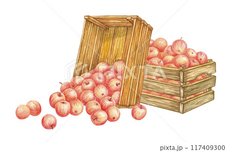 Isolated composition of wooden crates full of apples. Fruits fall out of overturned box in foreground. Watercolor clipart from APPLE HARVEST collection for designs in garden or farmers market themes 117409300