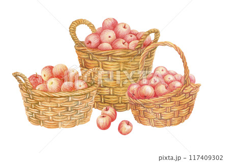 Isolated composition of baskets full of red apples with few scattered fruits in foreground. Hand drawn wicker panniers with crop. Watercolor vintage illustration from APPLE HARVEST collection 117409302