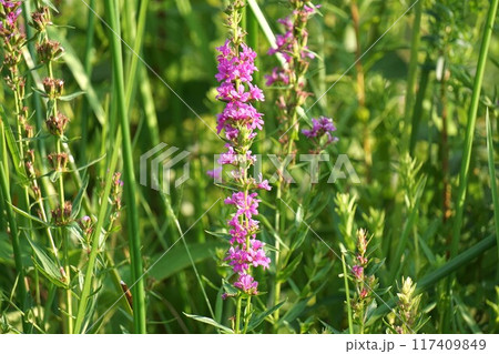 ミソハギの花 117409849