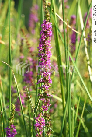 ミソハギの花 ミソハギの花 117409850