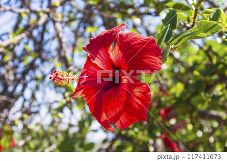 Red Hibiscus flower covered with raindrops Red Hibiscus flower covered with raindrops 117411073