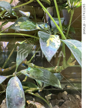 葉に擬態する3匹のアマガエルモドキ 117411265
