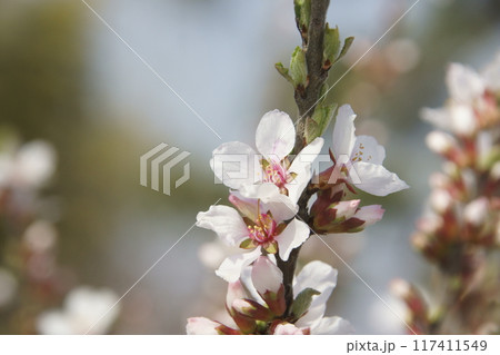 桜 117411549