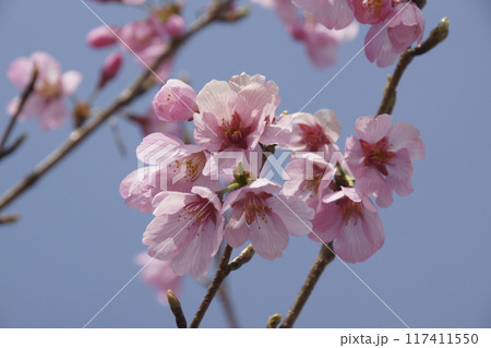 桜 桜 117411550