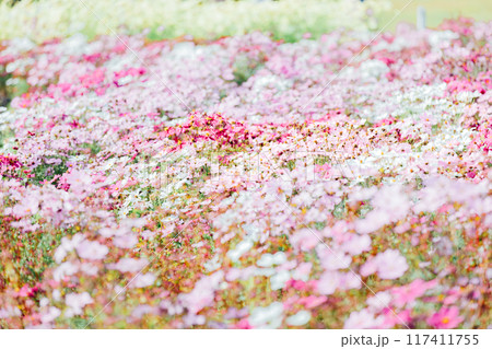 コスモス畑　一宮　138タワーパーク 117411755