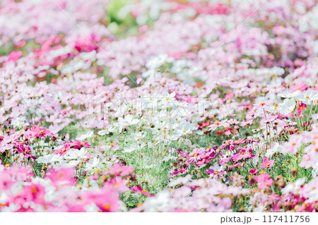 コスモス畑　一宮　138タワーパーク 117411756