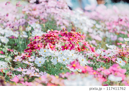 コスモス畑　一宮　138タワーパーク 117411762