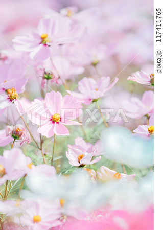 コスモス畑　一宮　138タワーパーク 117411765